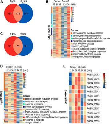 Comparative transcriptomics identifies the key in planta-expressed genes of Fusarium graminearum during infection of wheat varieties